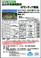 白山外来植物除去ボランティア